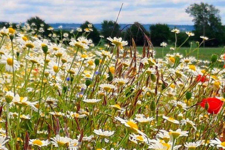 Photo of a wildflower meadow in Oxfordshire
